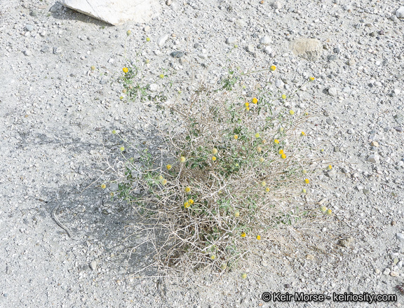 Sivun Encelia frutescens (A. Gray) A. Gray kuva