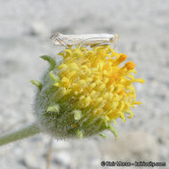 Sivun Encelia frutescens (A. Gray) A. Gray kuva