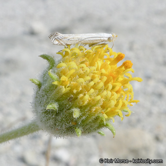 Sivun Encelia frutescens (A. Gray) A. Gray kuva