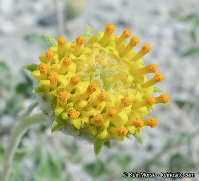 Image of button brittlebush