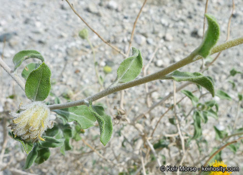 Imagem de Encelia frutescens (A. Gray) A. Gray