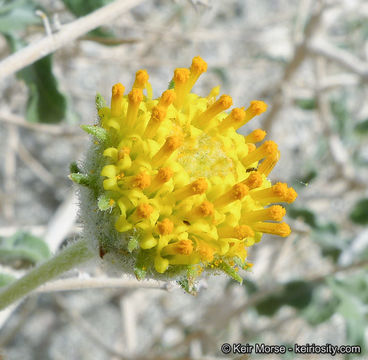 Imagem de Encelia frutescens (A. Gray) A. Gray