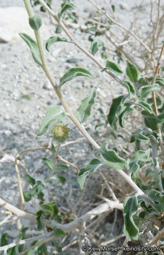 Image of button brittlebush