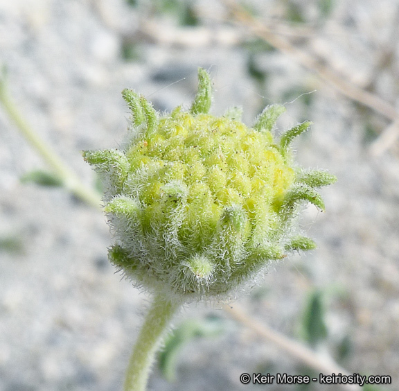 Sivun Encelia frutescens (A. Gray) A. Gray kuva