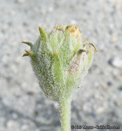 Sivun Encelia frutescens (A. Gray) A. Gray kuva