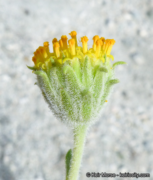 Image of button brittlebush