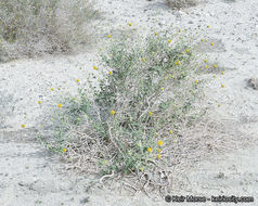 Image of button brittlebush