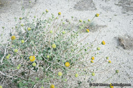 Image of button brittlebush