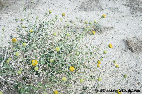 Sivun Encelia frutescens (A. Gray) A. Gray kuva