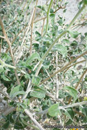 Image of button brittlebush