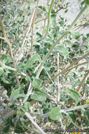 Sivun Encelia frutescens (A. Gray) A. Gray kuva