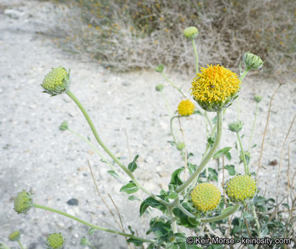 Sivun Encelia frutescens (A. Gray) A. Gray kuva