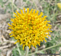 Sivun Encelia frutescens (A. Gray) A. Gray kuva