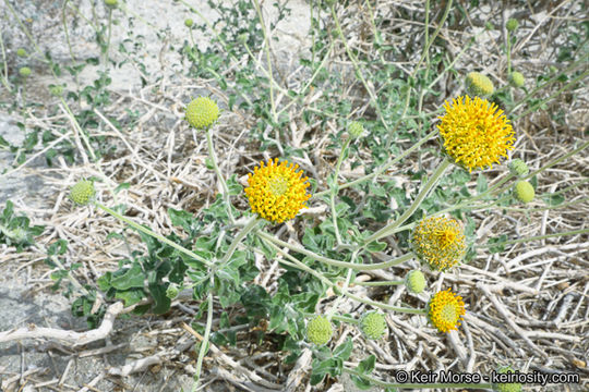 Imagem de Encelia frutescens (A. Gray) A. Gray