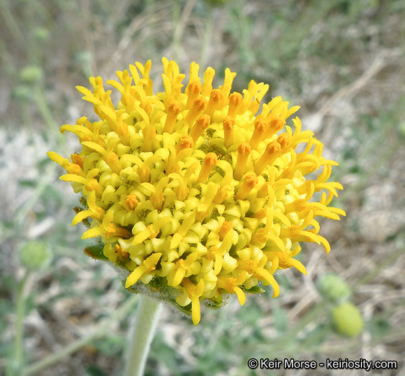 Image of button brittlebush