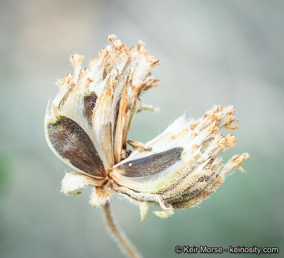 Image of button brittlebush