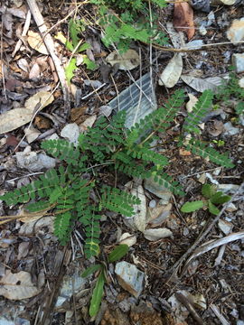 Image of Bald Mountain milkvetch