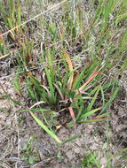 Juncus ensifolius Wikström resmi