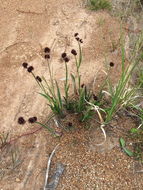 Juncus ensifolius Wikström resmi