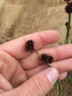 Juncus ensifolius Wikström resmi