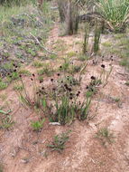 Juncus ensifolius Wikström resmi