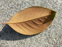 Image of southern magnolia