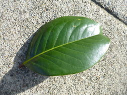 Image of southern magnolia