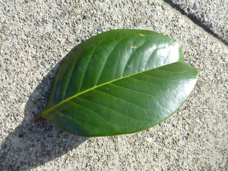 Image of southern magnolia