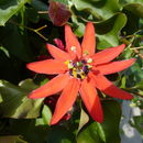 Imagem de Passiflora manicata (A. Juss.) Persoon