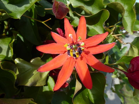 Image of Red passion flower