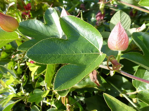 Imagem de Passiflora manicata (A. Juss.) Persoon