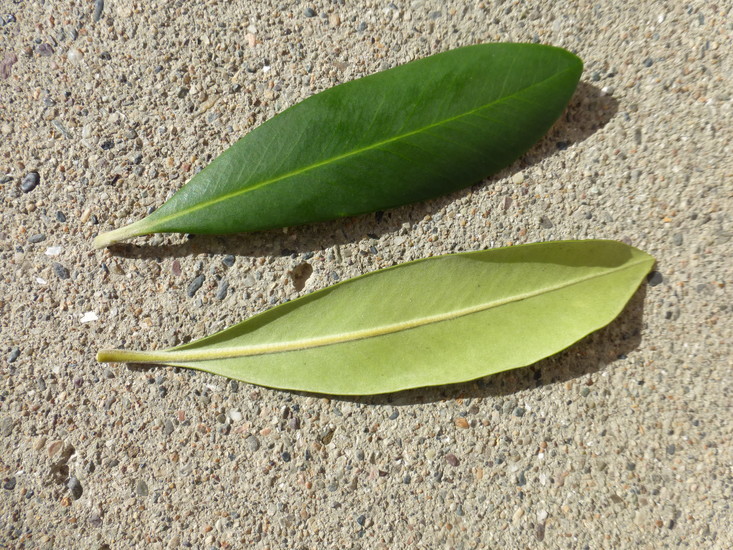 Image of water-gum