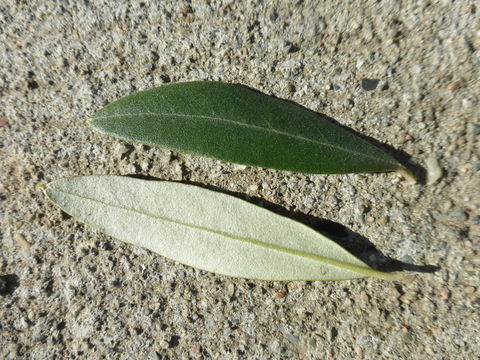 Plancia ëd Olea europaea L.