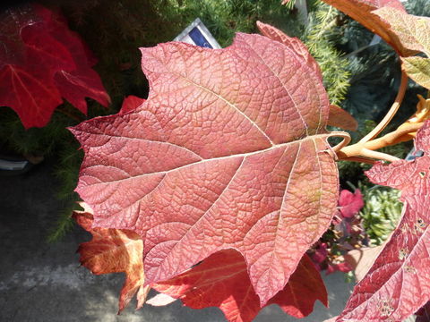 Image of Oakleaf Hydrangea