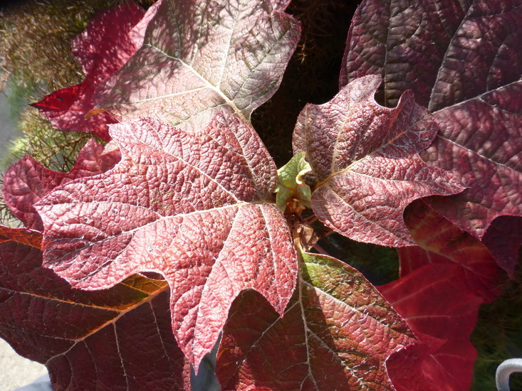 Image of Oakleaf Hydrangea