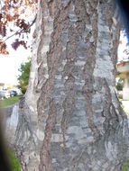 Image of Northern Red Oak