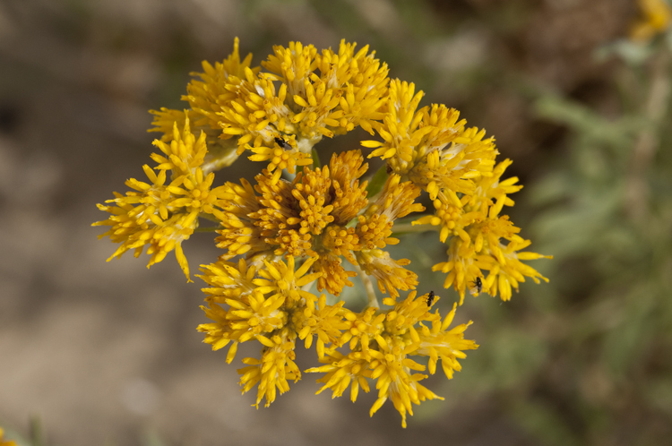 Imagem de Isocoma pluriflora (Torr. & A. Gray) Greene