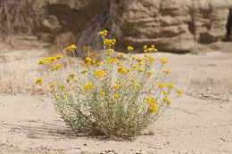 Image of southern goldenbush