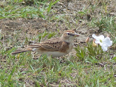 Image of Red-capped Lark