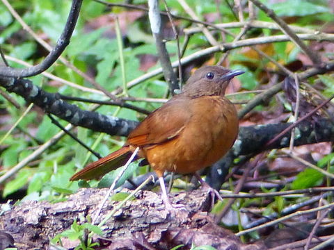 Image of Red-tailed Ant-Thrush