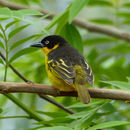 Image of Baglafecht Weaver