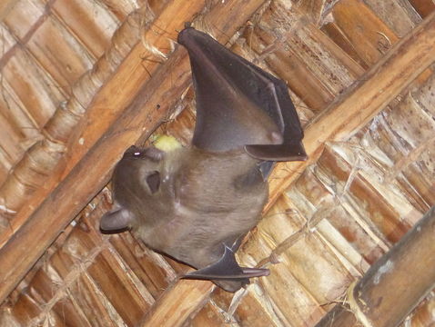 Image of Egyptian Fruit Bat