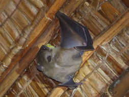 Image of Egyptian Fruit Bat