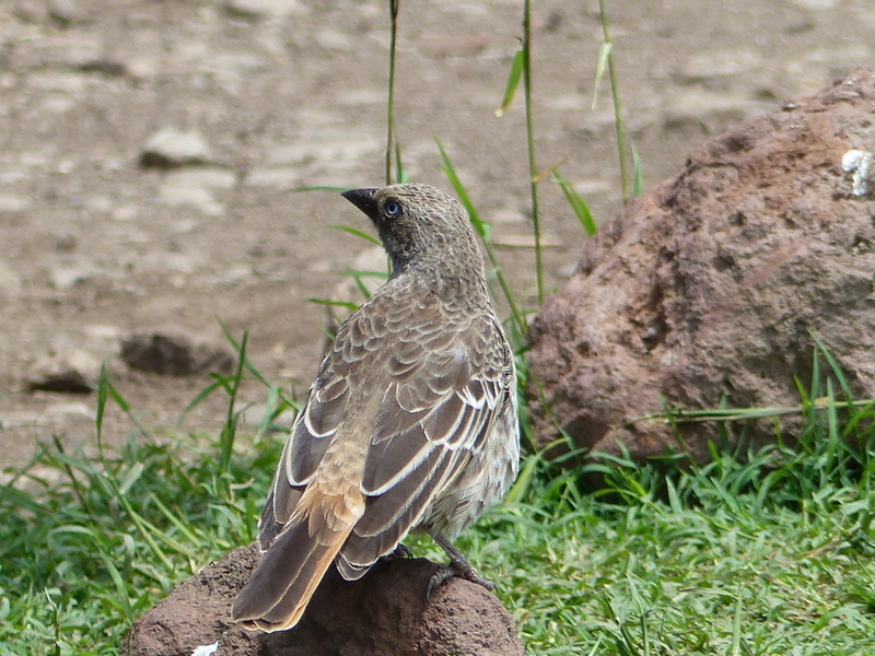 Image of Rufous-tailed Weaver