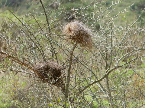 Image of Rufous-tailed Weaver