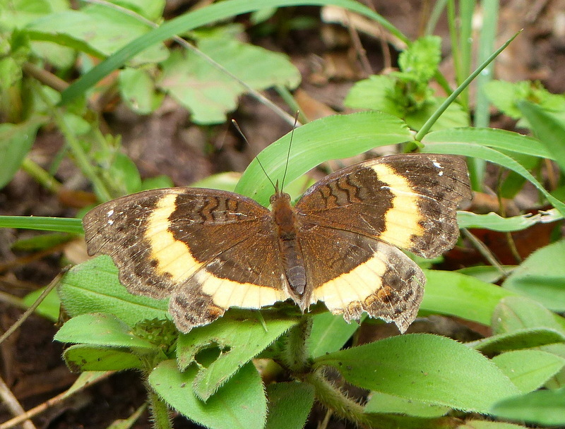 Image of Junonia terea Drury 1773