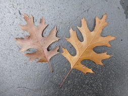 Image of Northern Red Oak