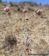 Image of anglestem buckwheat