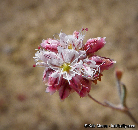 Image of anglestem buckwheat