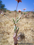 Image of anglestem buckwheat